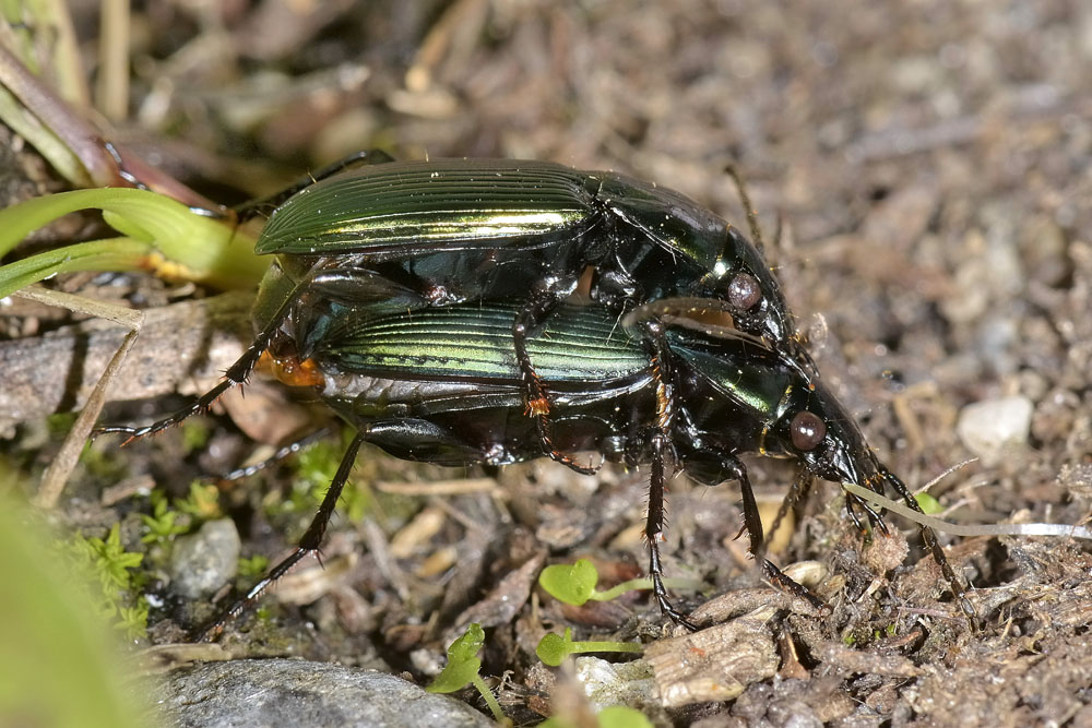 Coppia di Poecilus lepidus gressorius